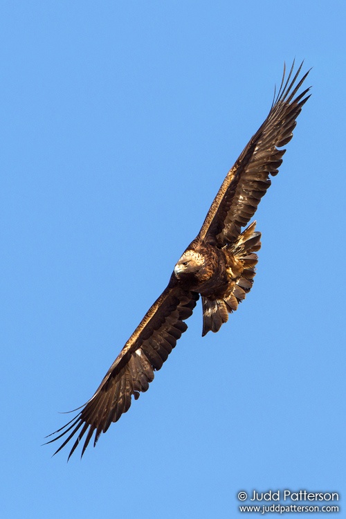 Golden Eagle, Jackson County, Colorado, United States