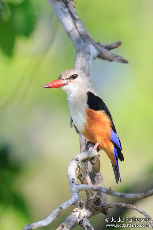 Gray-headed Kingfisher, Moremi Game Reserve, Botswana