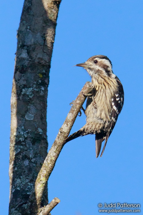 Gray-capped Woodpecker, Doi Pha Hom Pok National Park, Chiang Mai, Thailand