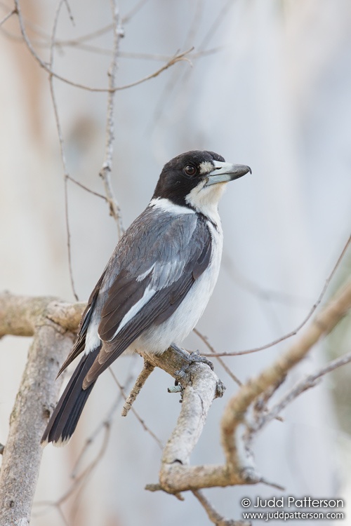 Gray Butcherbird, Oxley Creek Common, Queensland, Australia
