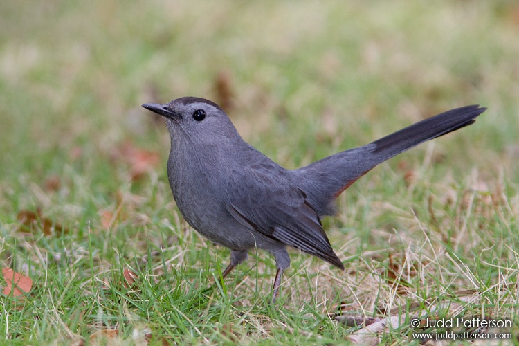 Gray Catbird, Everglades National Park, Florida, United States