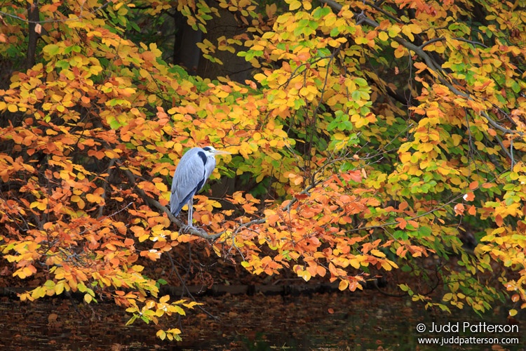 , Tiergarten Park, Berlin, Germany