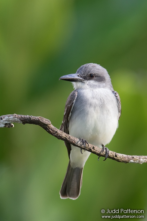 Gray Kingbird, Fond Doux Plantation, Saint Lucia