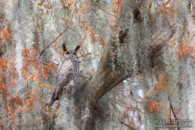 Great Horned Owl, Lake Tohopekaliga, Florida, United States