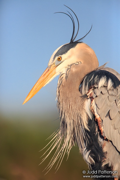 Great Blue Heron, Wakodahatchee Wetlands, Florida, United States