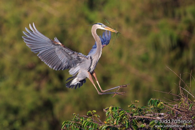 Great Blue Heron, Wakodahatchee Wetlands, Palm Beach County, Florida, United States