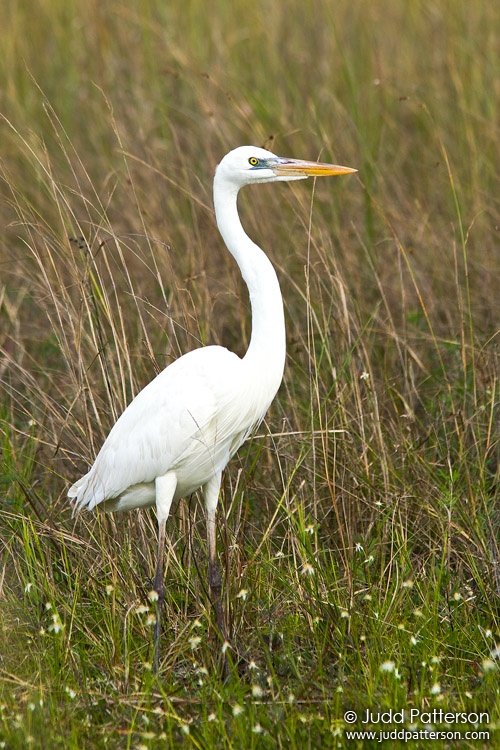 Great Blue Heron, Everglades National Park, Florida, United States