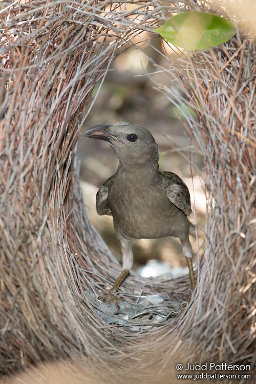 Great Bowerbird, Kakadu National Park, Northern Territory, Australia
