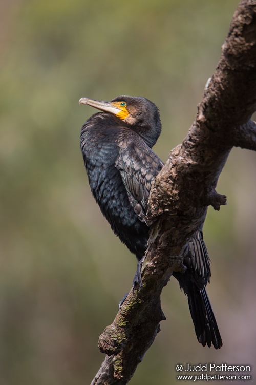 Great Cormorant, Royal National Park, New South Wales, Australia