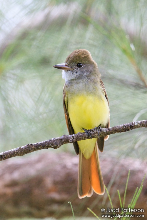 Great Crested Flycatcher, A.D. Barnes Park, Miami-Dade County, Florida, United States