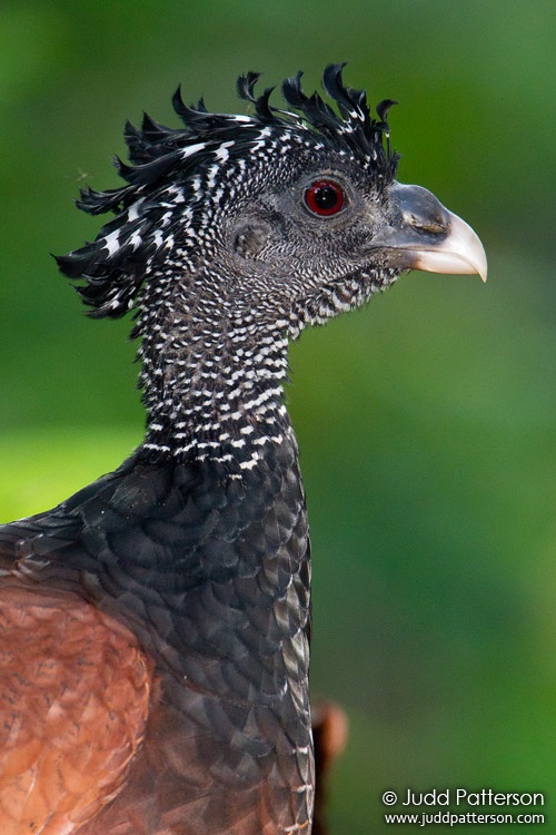 Great Curassow, Arenal Observatory Lodge, Alajuela, Costa Rica