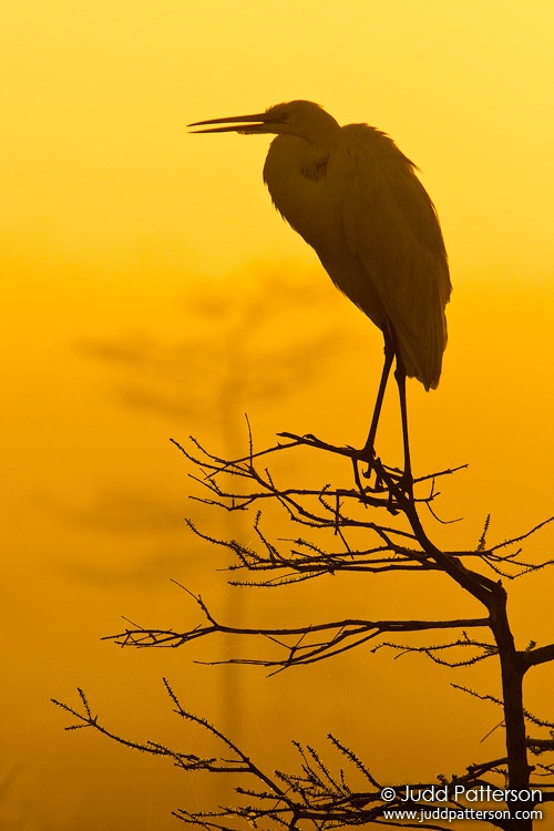 Great Egret, Everglades National Park, Florida, United States