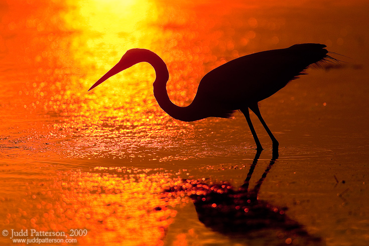 Great Egret, Fort De Soto Park, Florida, United States