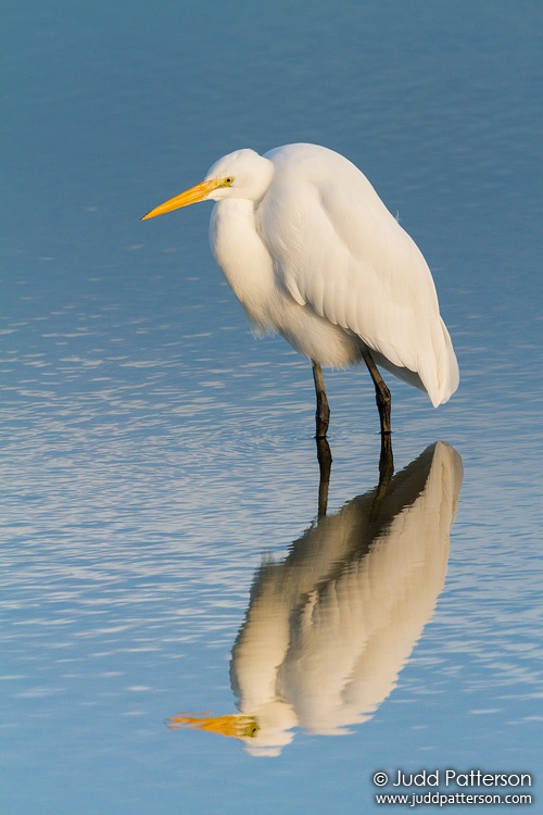 Great Egret, Bolsa Chica Ecological Reserve, California, United States