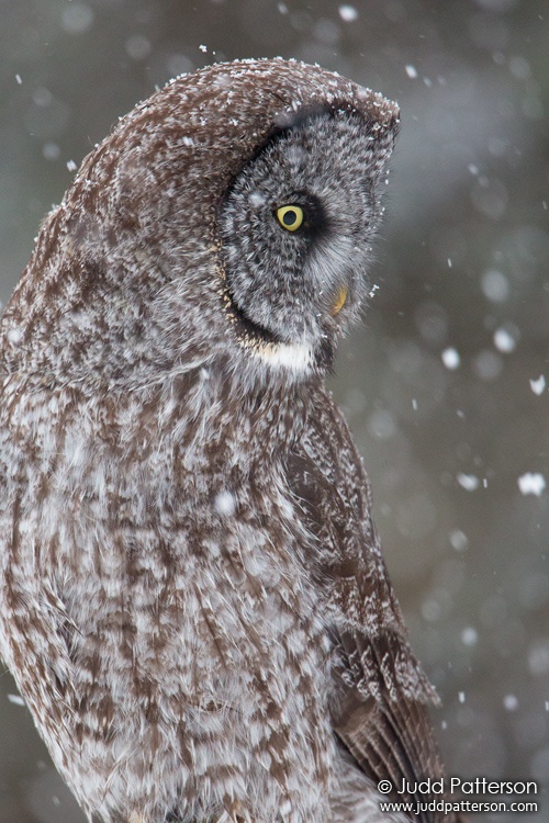 Great Gray Owl, Duluth, Minnesota, United States