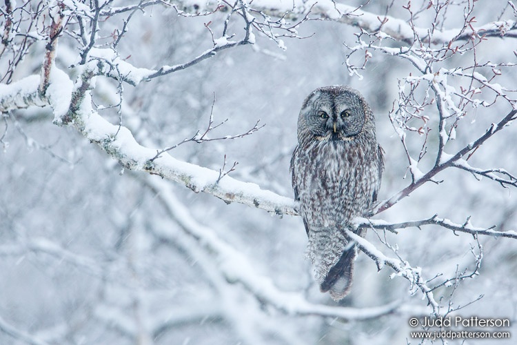 Great Gray Owl, St. Louis County, Minnesota, United States