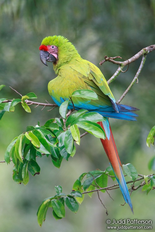 Great Green Macaw, Heredia, Costa Rica