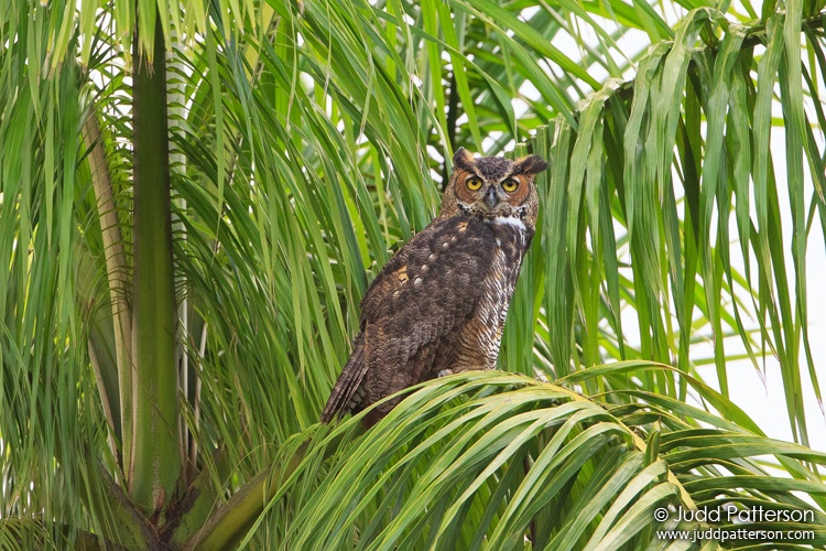 Great Horned Owl, Matheson Hammock Park, Miami-Dade County, Florida, United States