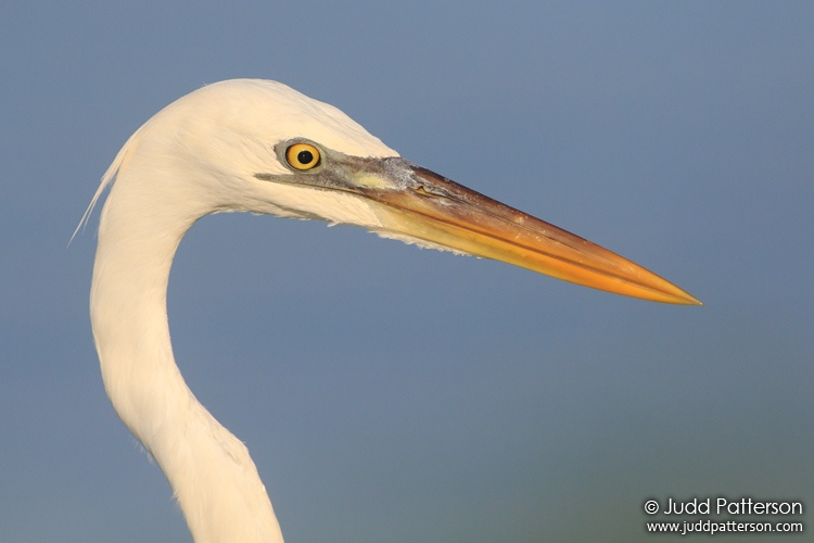 Great Blue Heron, Indian Key Channel, Florida, United States