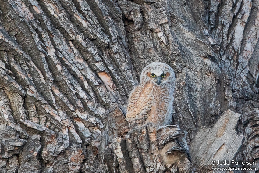 , Larimer County, Colorado, United States