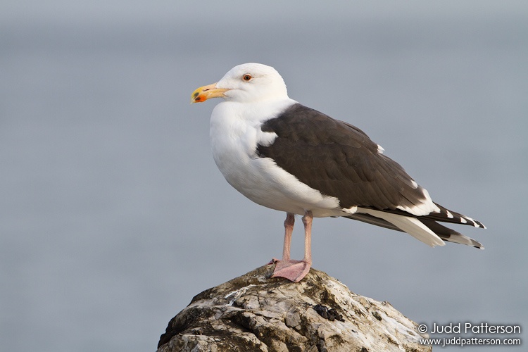 Great Black-backed Gull, Barnegat Lighthouse State Park, New Jersey, United States