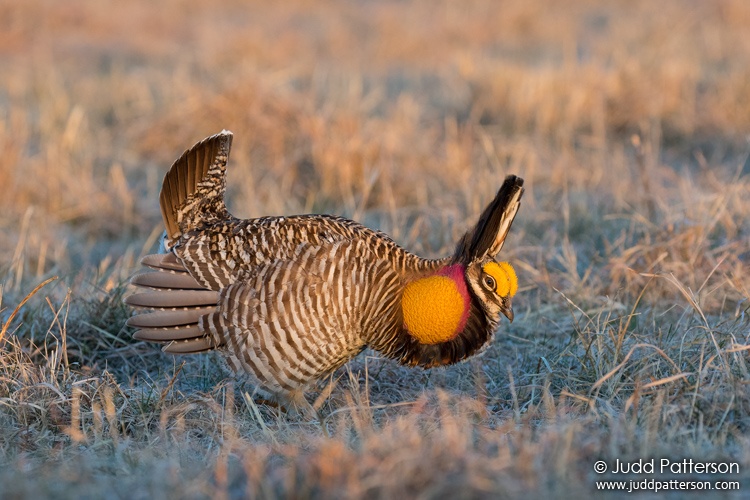 Greater Prairie-Chicken, Butler County, Kansas, United States