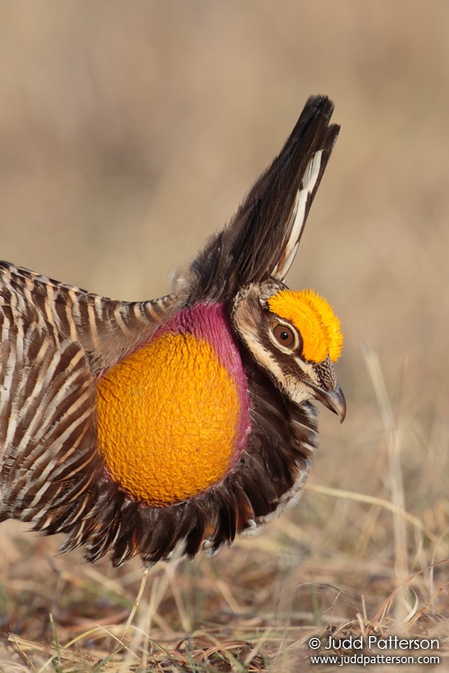 Greater Prairie-Chicken, Kansas, United States