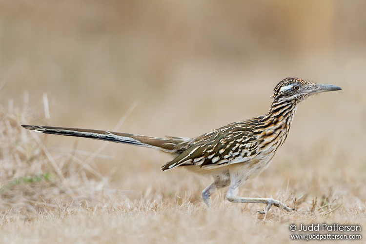 Greater Roadrunner, Laguna Atascosa National Wildlife Refuge, Texas, United States