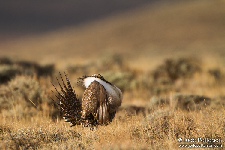 Greater Sage-Grouse, Delaney Butte Lakes, Colorado, United States