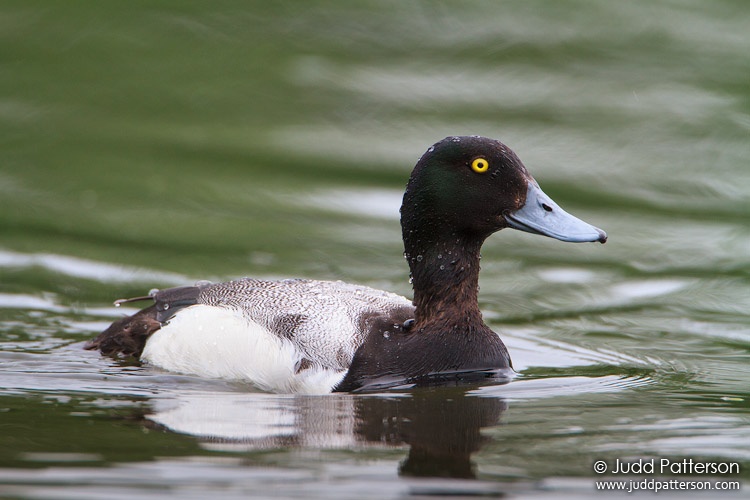 Greater Scaup, Anchorage, Alaska, United States