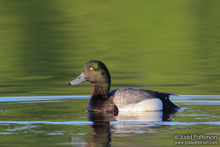 Greater Scaup, Westchester Lagoon, Anchorage, Alaska, United States