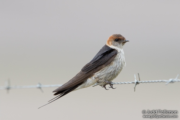 Greater Striped-Swallow, South Africa