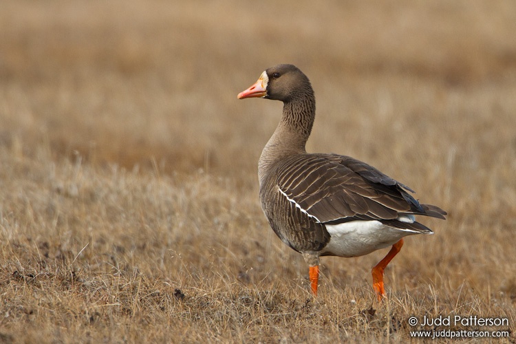 Greater White-fronted Goose, Barrow, Alaska, United States