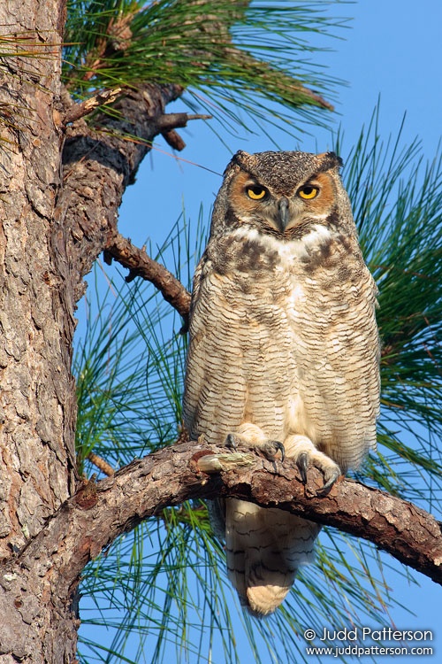 Great Horned Owl, Everglades National Park, Florida, United States