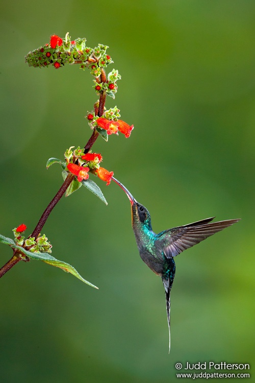 Green Hermit, Catarata del Toro Waterfall, Alajuela, Costa Rica