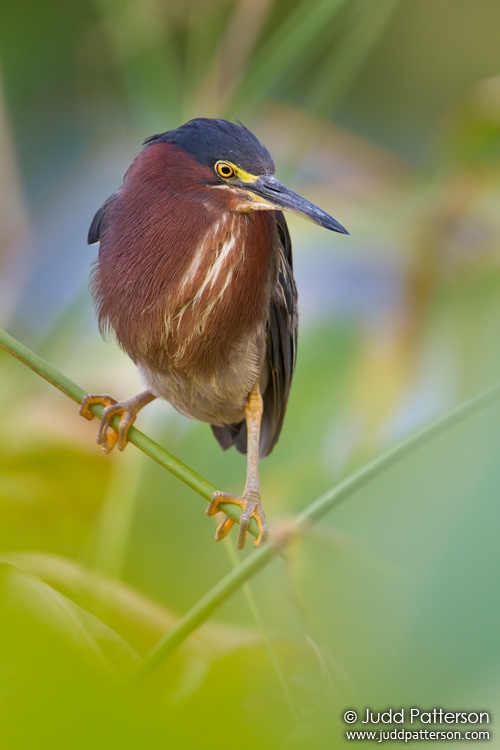 Green Heron, Wakodahatchee Wetlands, Florida, United States