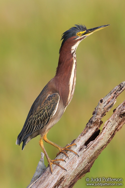 Green Heron, Green Cay Wetlands, Palm Beach County, Florida, United States