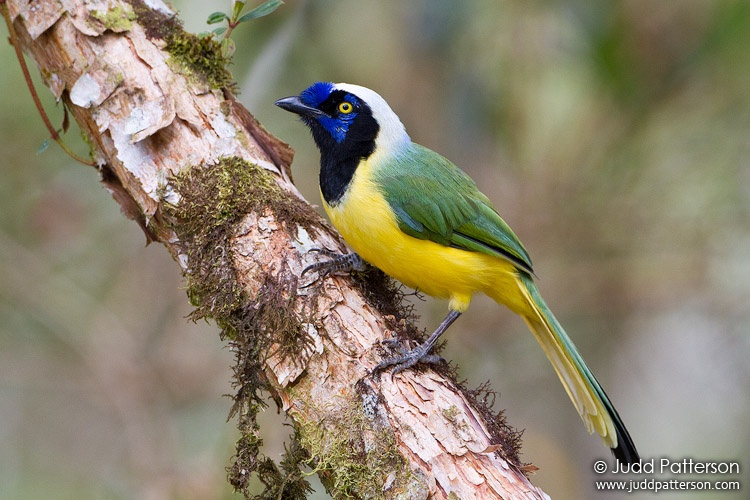 Inca Jay, Cabañas San Isidro, Ecuador