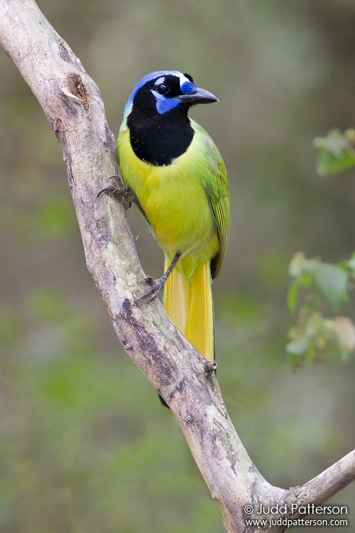 Green Jay, Sabal Palm Sanctuary, Texas, United States