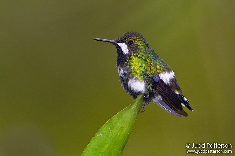 Green Thorntail, Ecuador