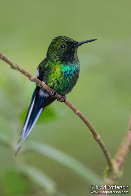 Green Thorntail, Milpe Bird Sanctuary, Ecuador