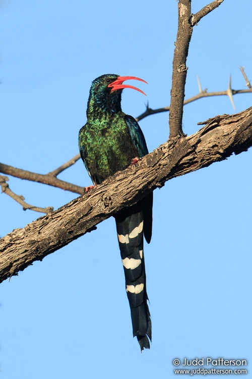 Green Woodhoopoe, Khwai, Botswana