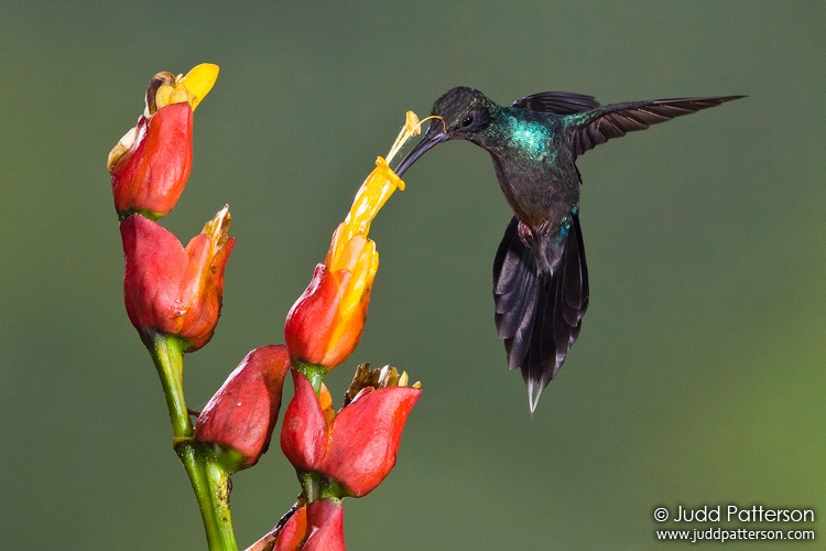 Green Hermit, Rancho Naturalista, Cartago, Costa Rica