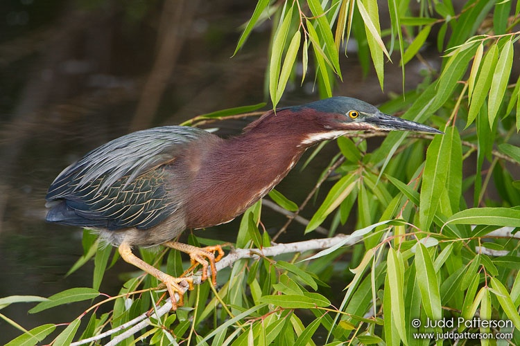 Green Heron, Everglades National Park, Florida, United States