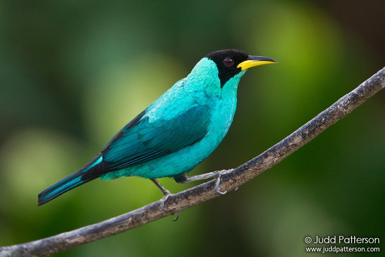 Green Honeycreeper, Asa Wright Nature Center, Trinidad, Trinidad and Tobago