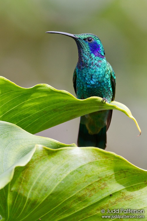 Green Violetear, Savegre Mountain Lodge, Cartago, Costa Rica