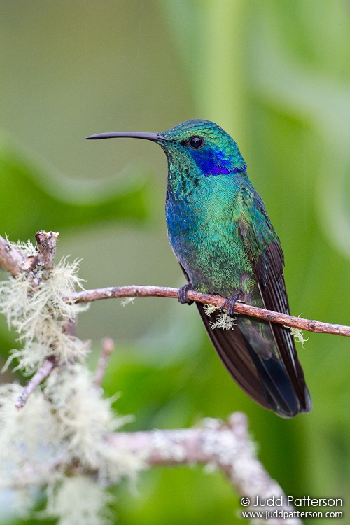 Green Violetear, Savegre Mountain Lodge, Cartago, Costa Rica