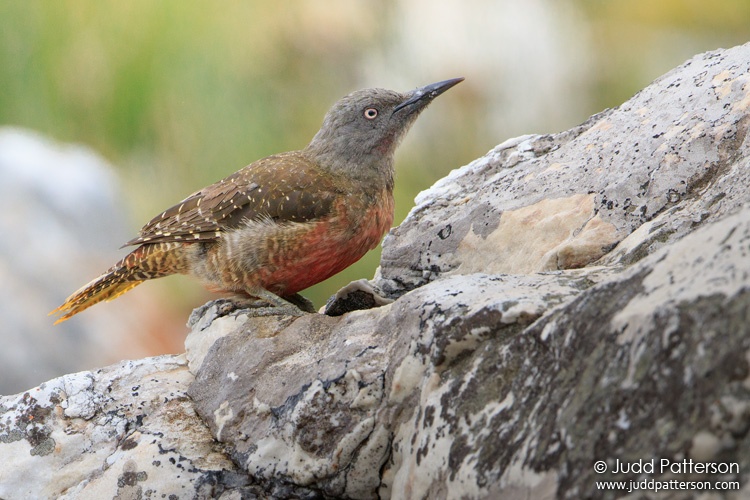Ground Woodpecker, Rooi-Els, South Africa
