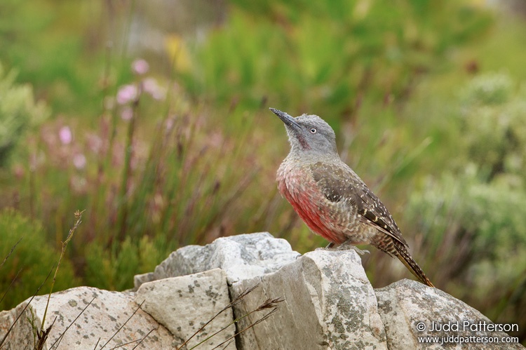 Ground Woodpecker, Rooi-Els, Western Cape, South Africa