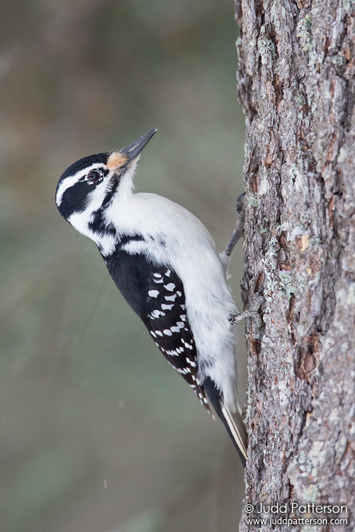 Hairy Woodpecker, Sax-Zim Bog, Minnesota, United States